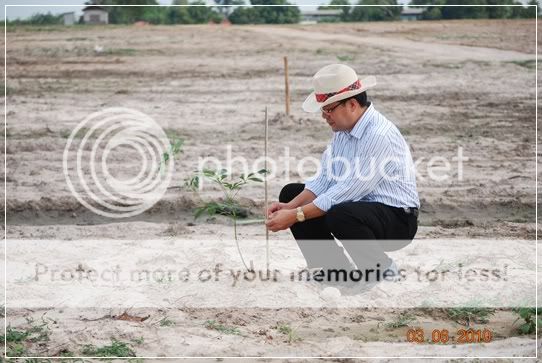 ลงเสาเอก ต้นยาง