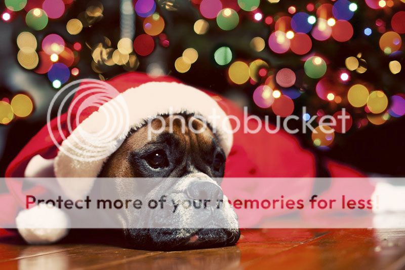 IMAGE: http://i822.photobucket.com/albums/zz144/MinGrey02Stg2/Louie/IMG_98542.jpg