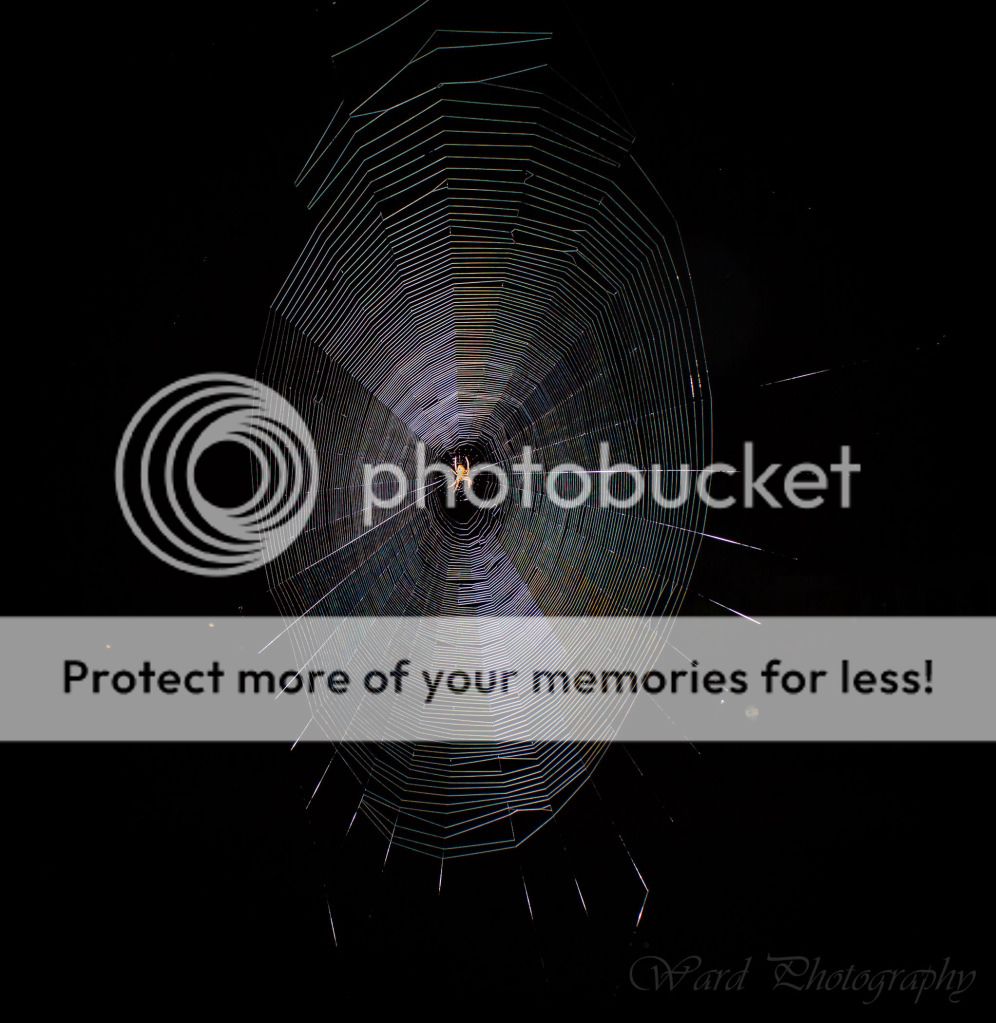 IMAGE: http://i822.photobucket.com/albums/zz144/slw06071106/Spider.jpg