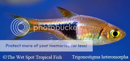 Trigonostigma heteromorpha