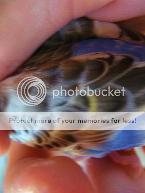 photobucket5.jpg