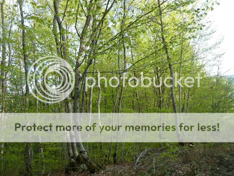Photo Sharing and otobucVideo Hosting at Phket