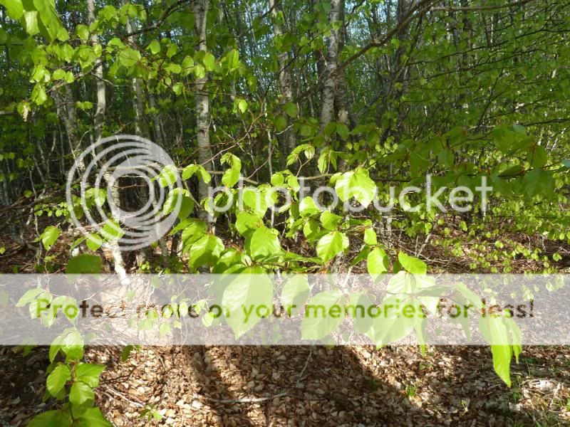 Photo Sharing and otobucVideo Hosting at Phket