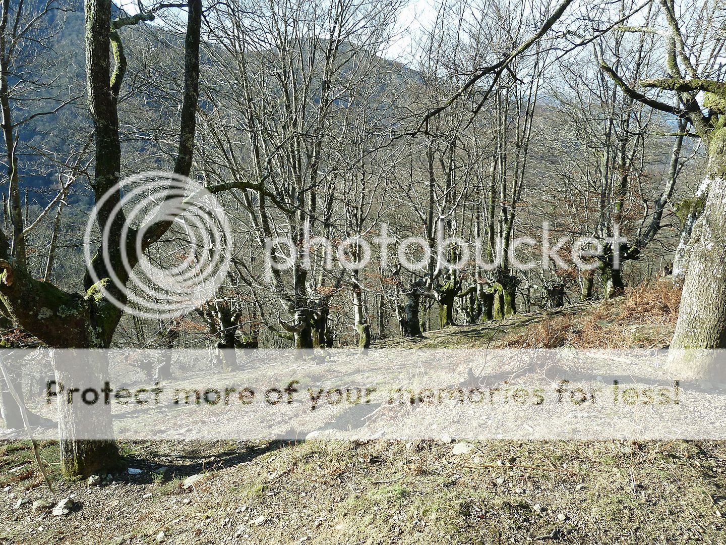 Photo Sharing and Video Hosting at Photobucket