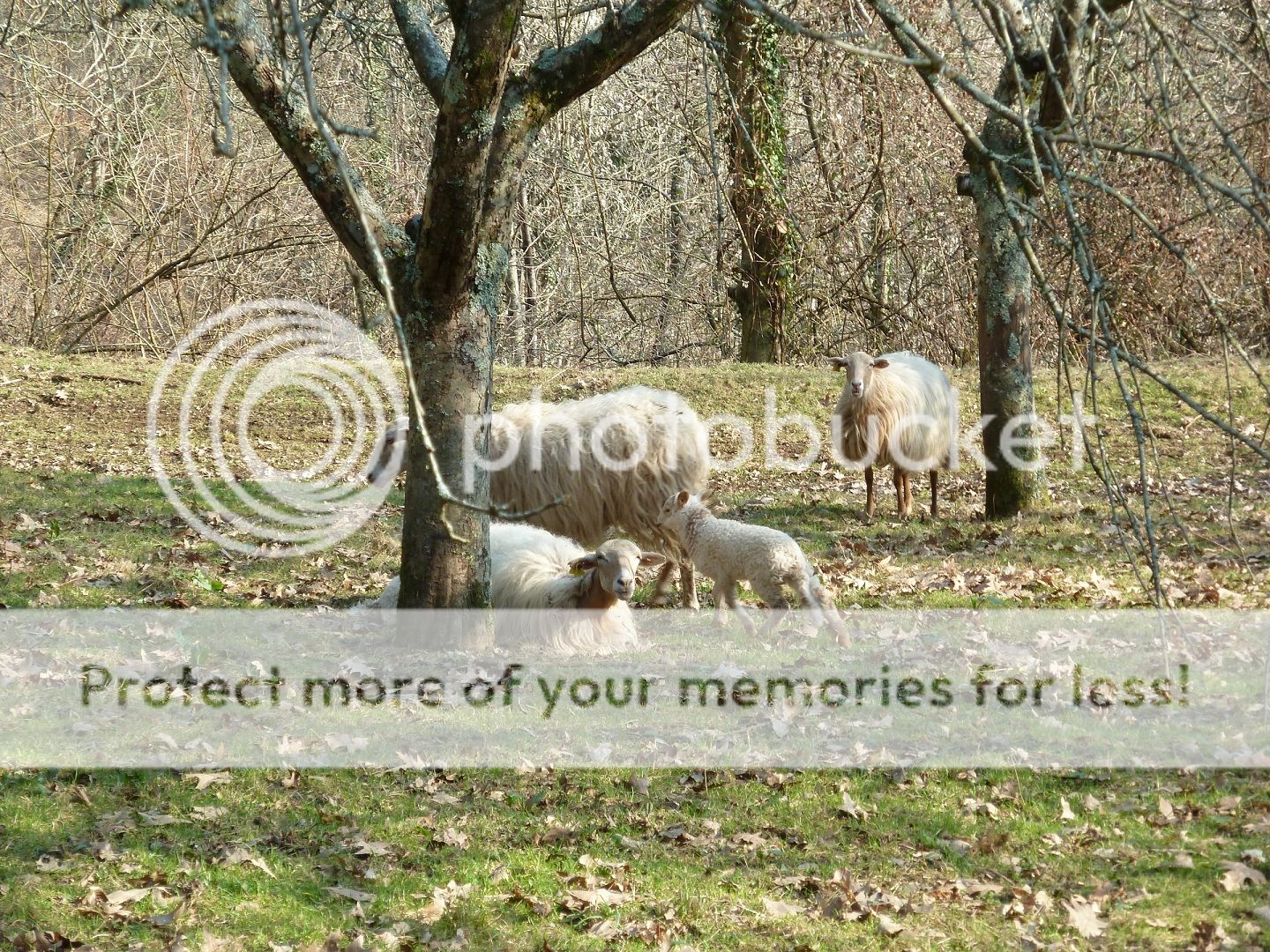 Photo Sharing and Video Hosting at Photobucket