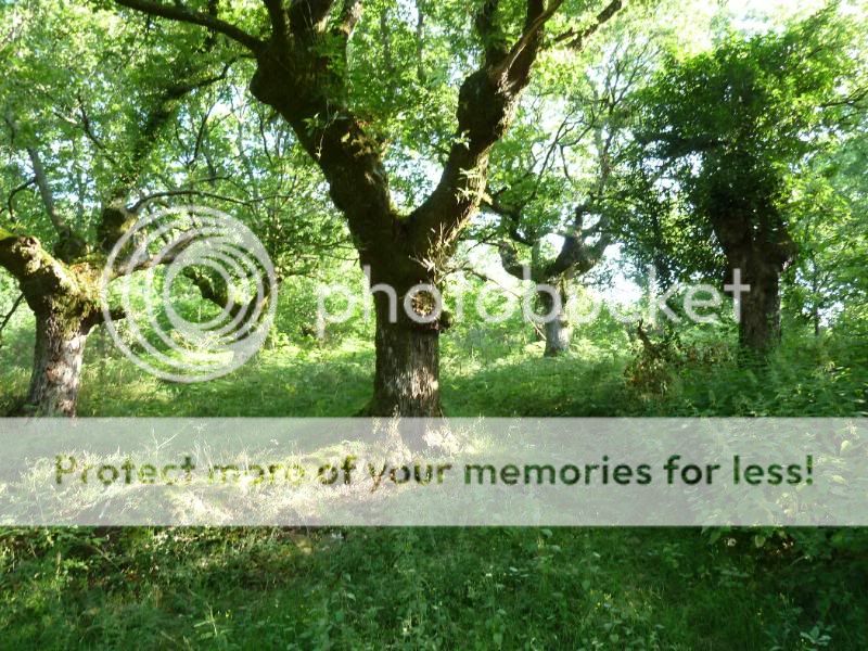Photo Sharing and otobucVideo Hosting at Phket