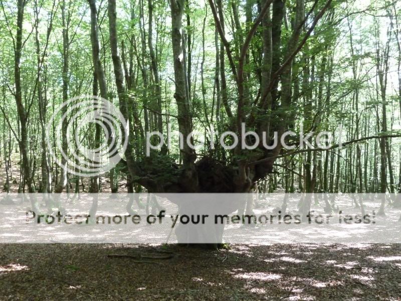 Photo Sharing and otobucVideo Hosting at Phket