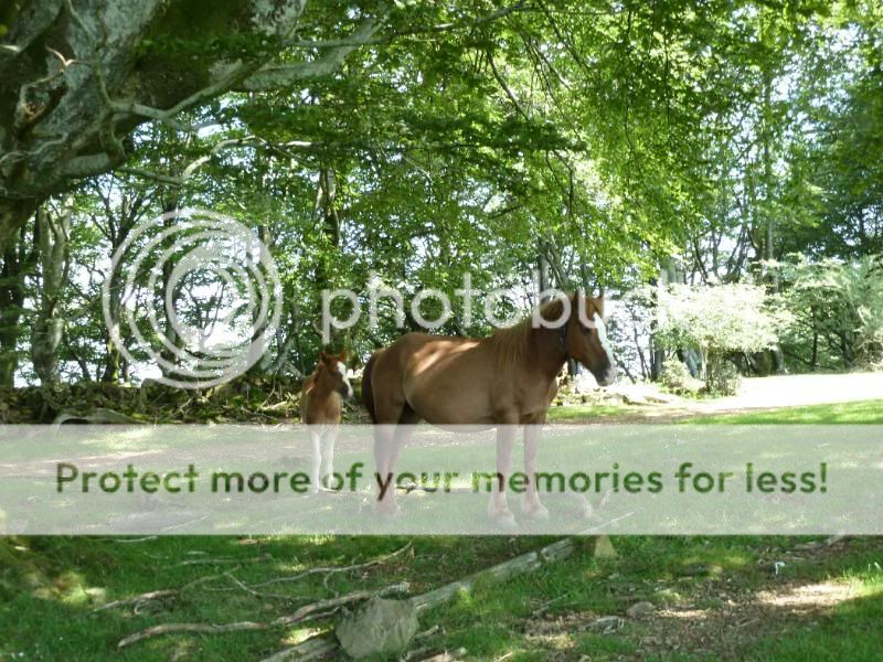 Photo Sharing and otobucVideo Hosting at Phket