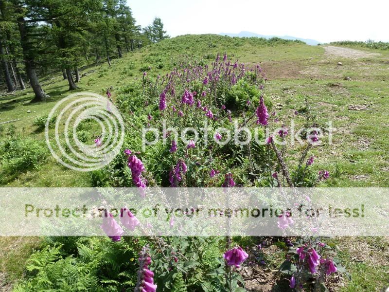 Photo Sharing and otobucVideo Hosting at Phket
