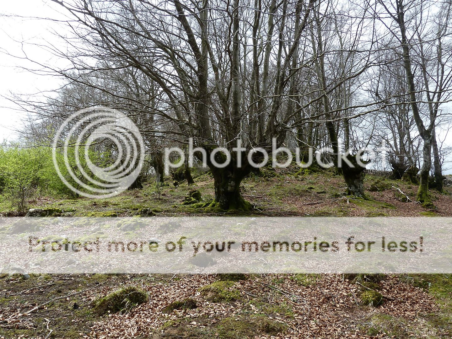 Photo Sharing and Video Hosting at Photobucket