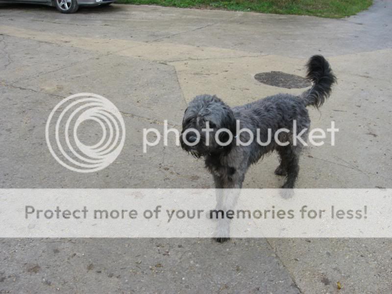 Photo Sharing and Video Hosting at Photobucket