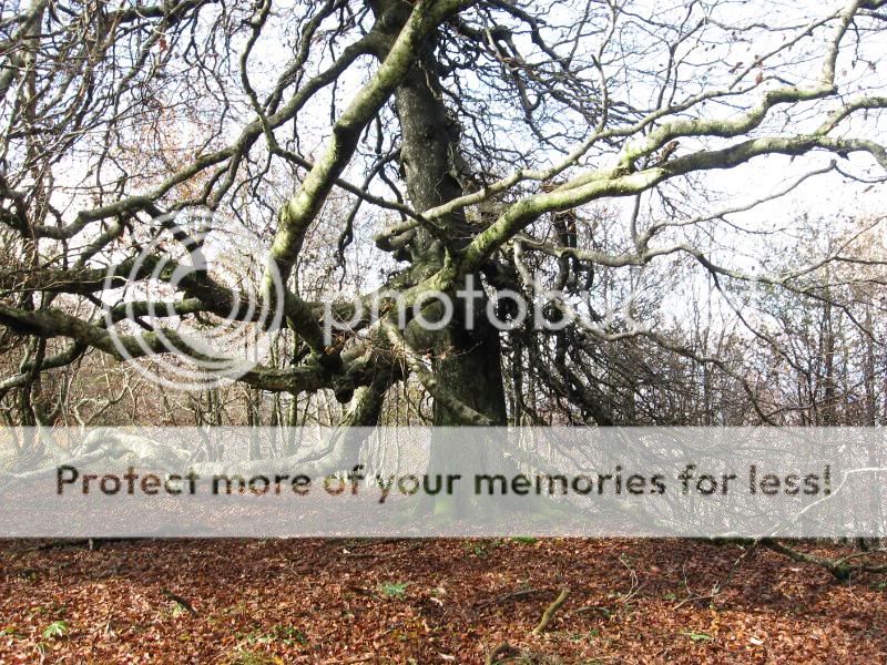 Photo Sharing and Video Hosting at Photobucket