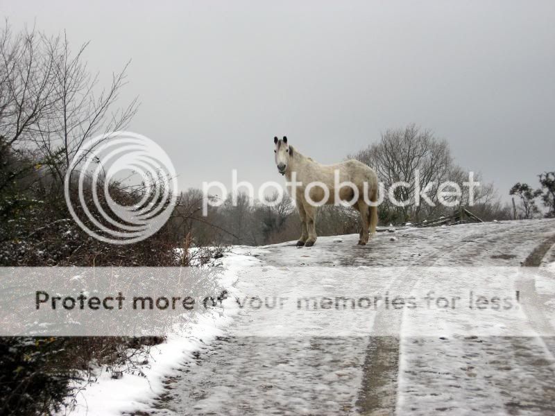Photo Sharing and Video Hosting at Photobucket