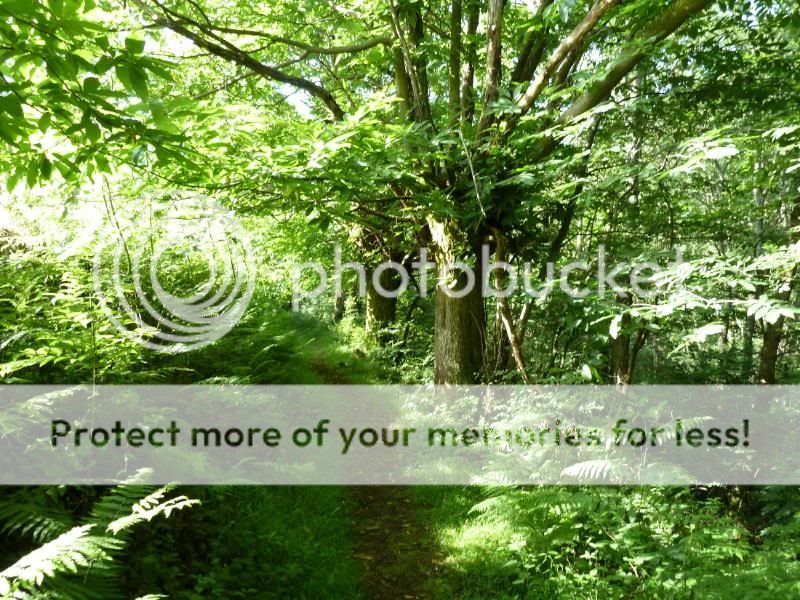 Photo Sharing and otobucVideo Hosting at Phket