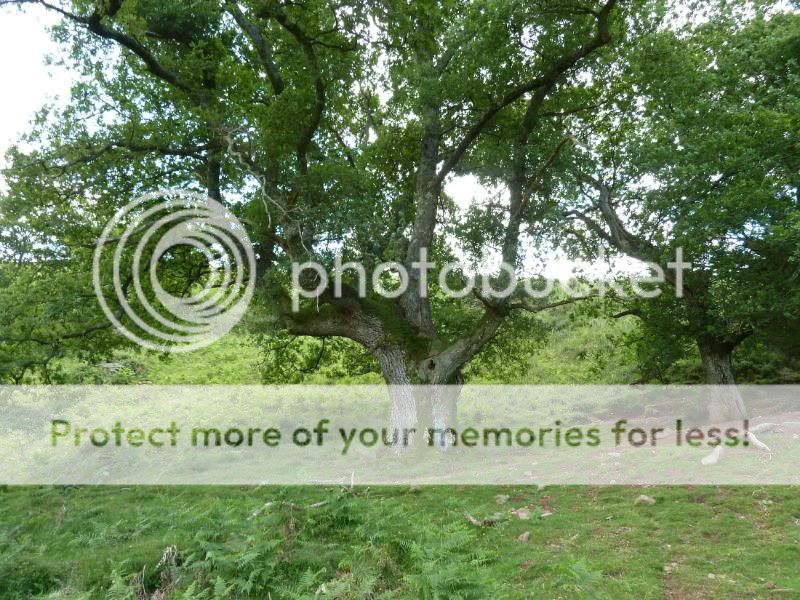Photo Sharing and otobucVideo Hosting at Phket