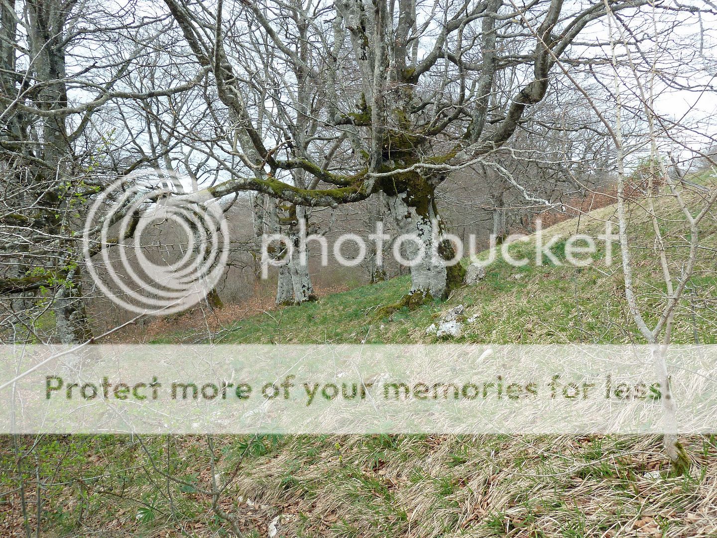 Photo Sharing and Video Hosting at Photobucket