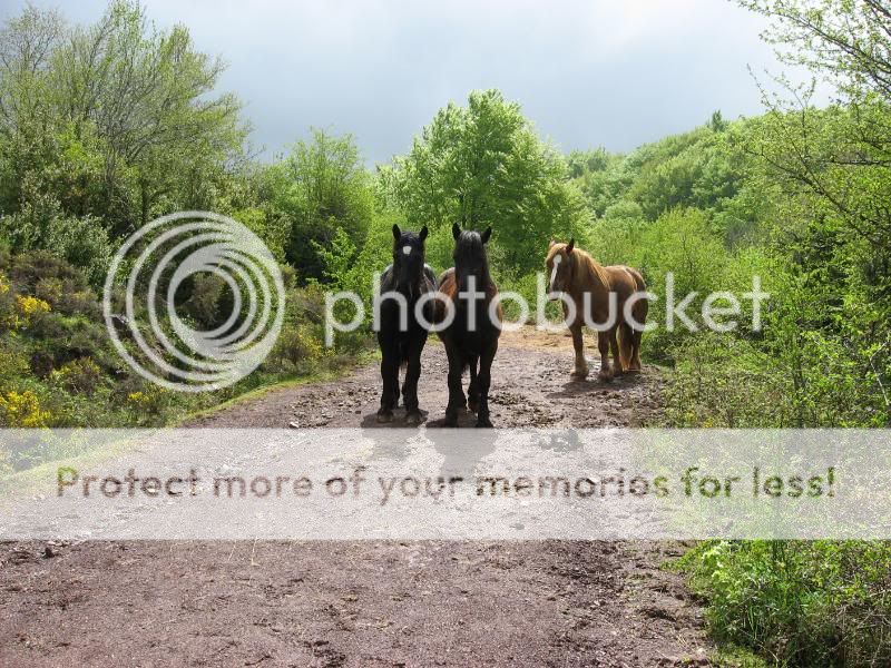 Photo Sharing and Video Hosting at Photobucket