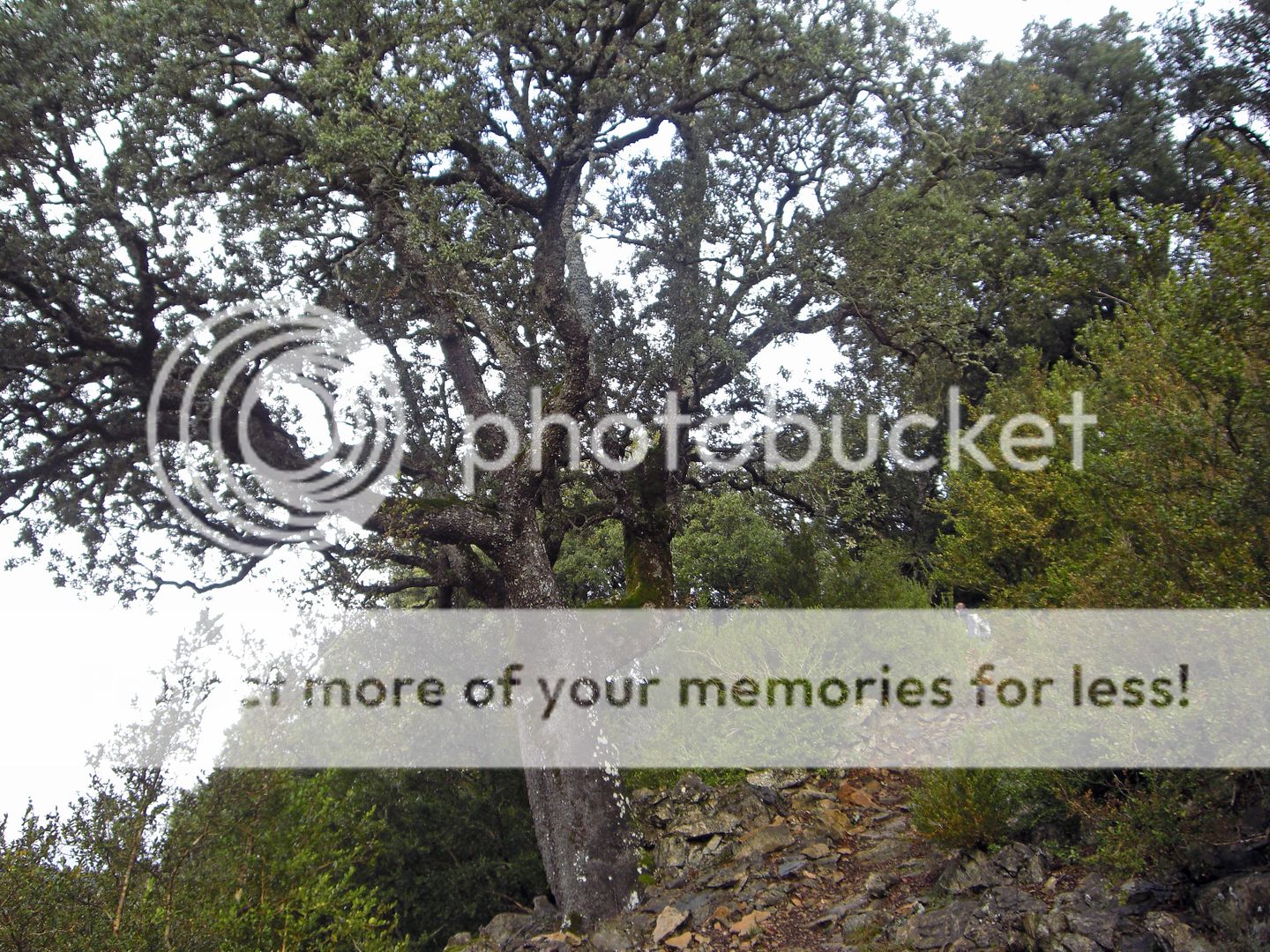 Photo Sharing and Video Hosting at Photobucket