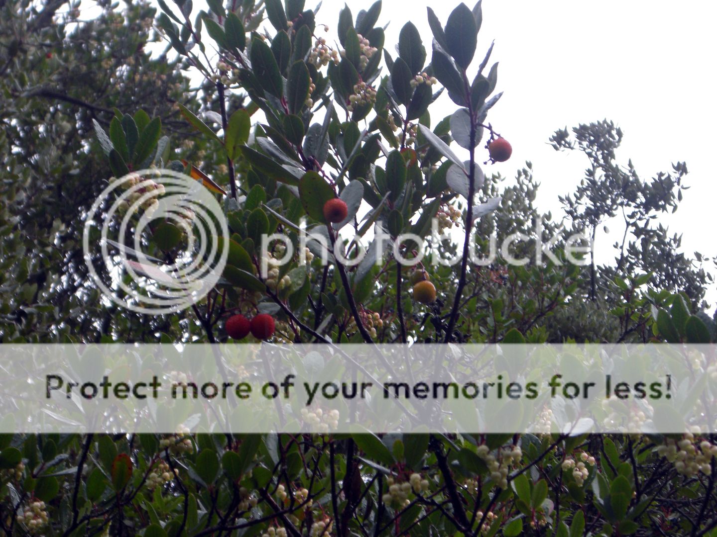Photo Sharing and Video Hosting at Photobucket