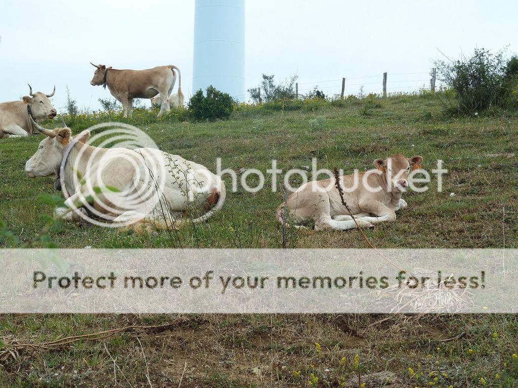 Photo Sharing and Video Hosting at Photobucket