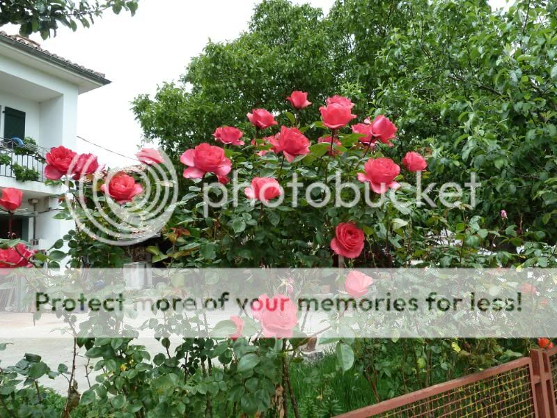 Photo Sharing and Video Hosting at Photobucket
