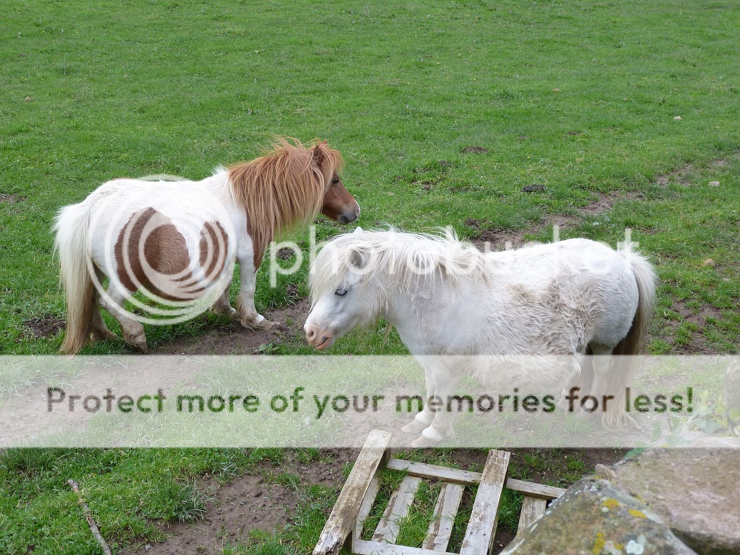 Photo Sharing and Video Hosting at Photobucket