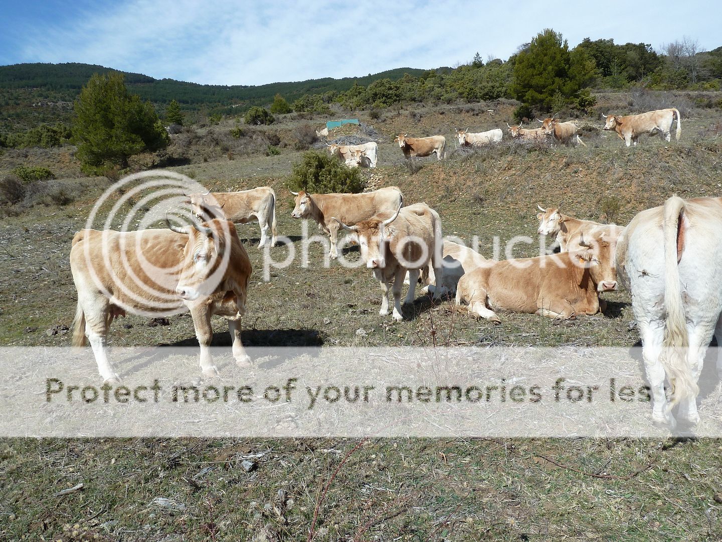 Photo Sharing and Video Hosting at Photobucket