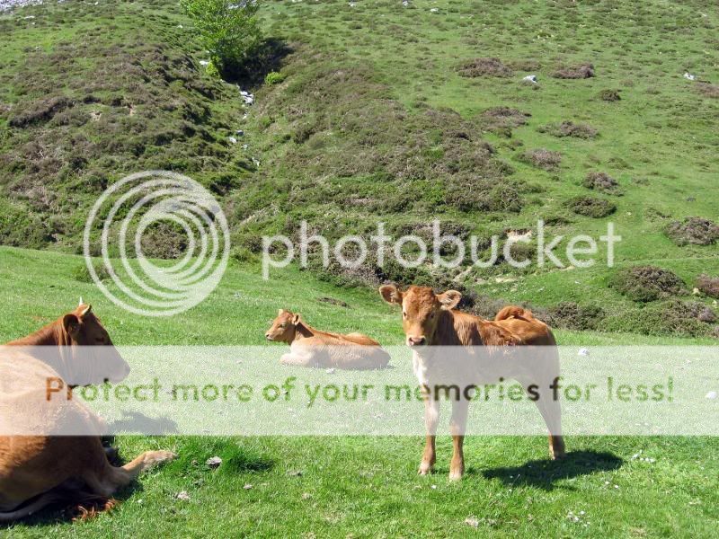 Photo Sharing and Video Hosting at Photobucket
