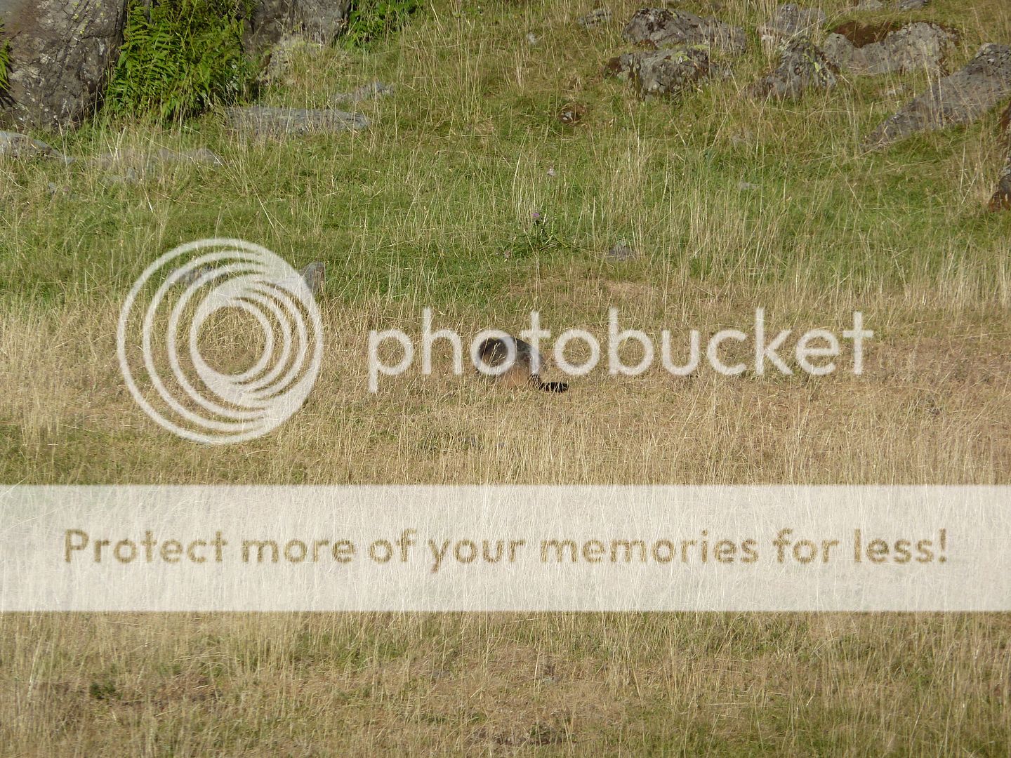 Photo Sharing and Video Hosting at Photobucket