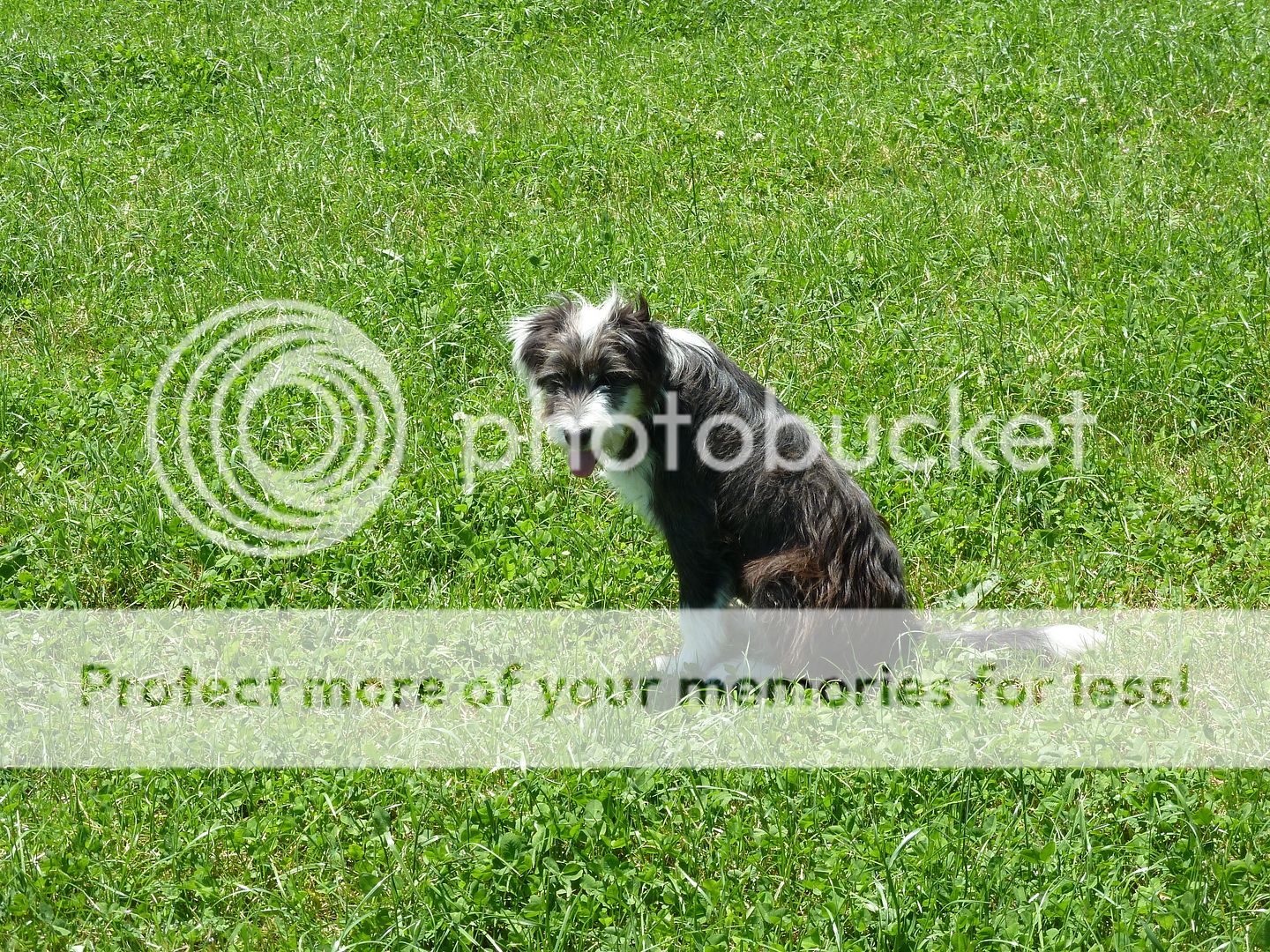Photo Sharing and Video Hosting at Photobucket