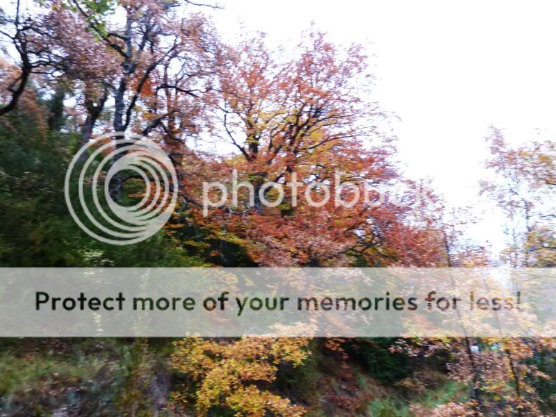 Photo Sharing and otobucVideo Hosting at Phket