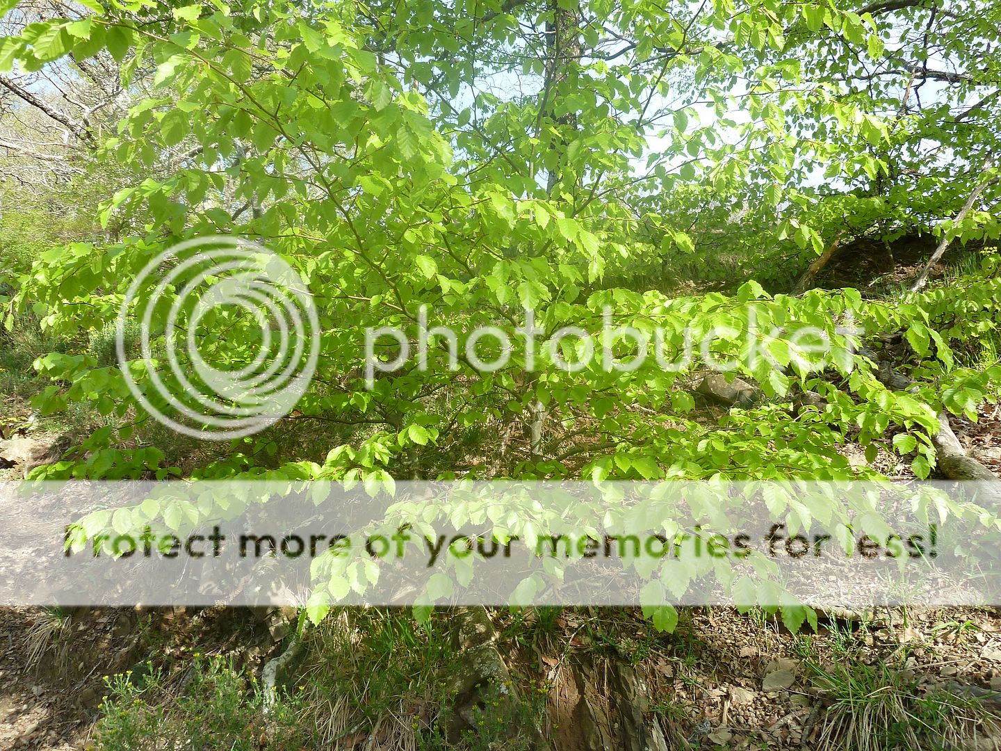 Photo Sharing and Video Hosting at Photobucket