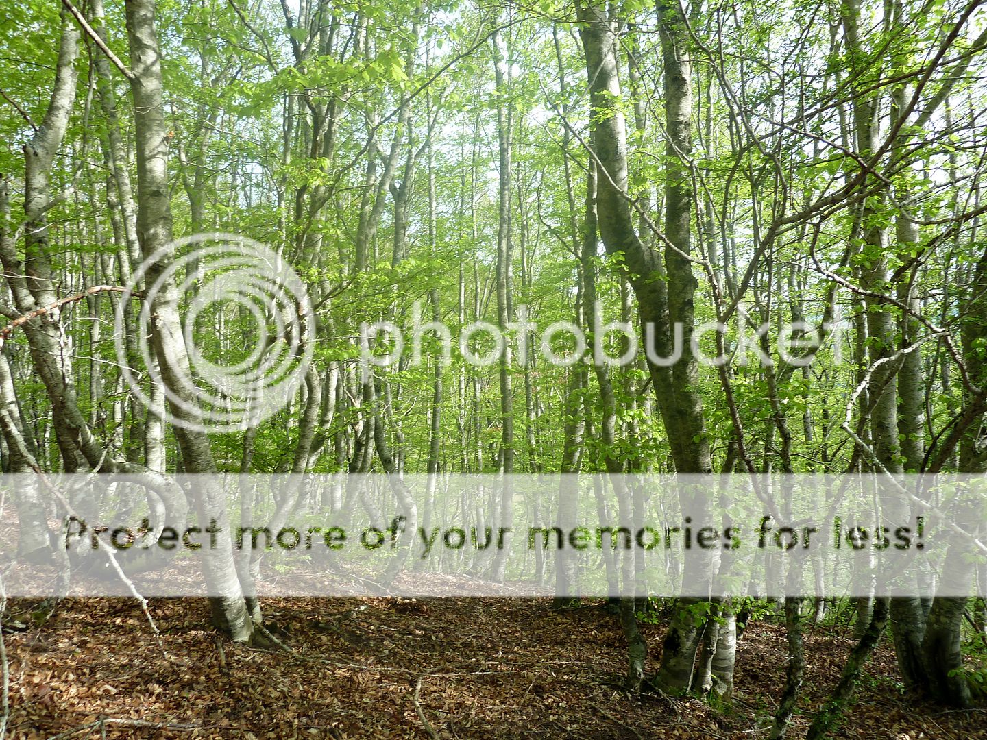 Photo Sharing and Video Hosting at Photobucket