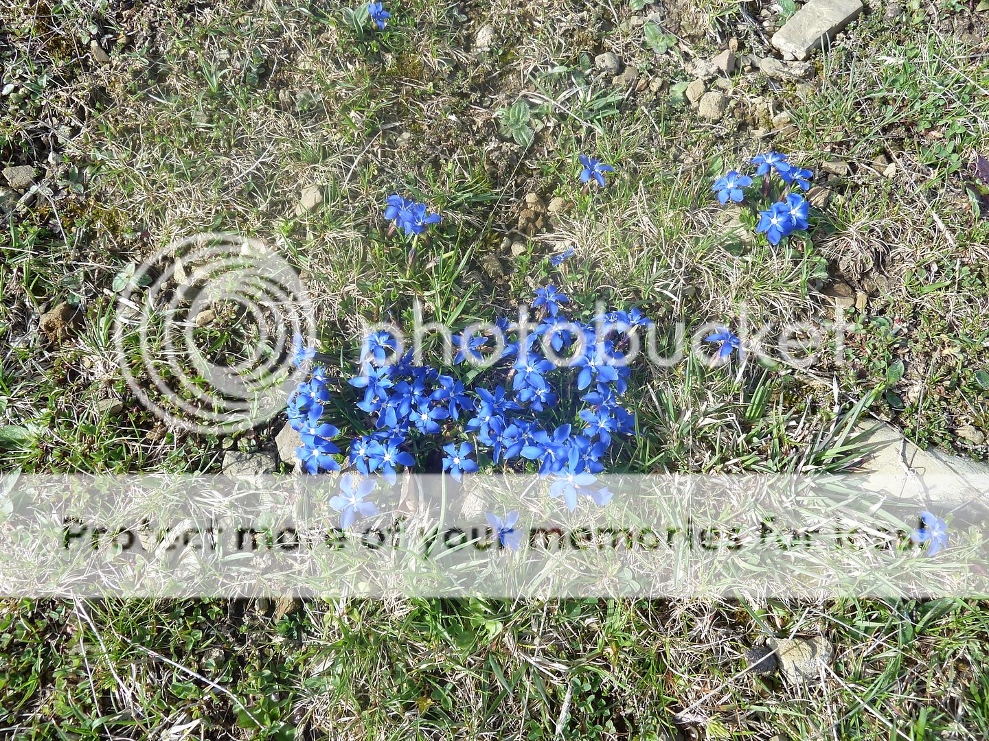 Photo Sharing and Video Hosting at Photobucket