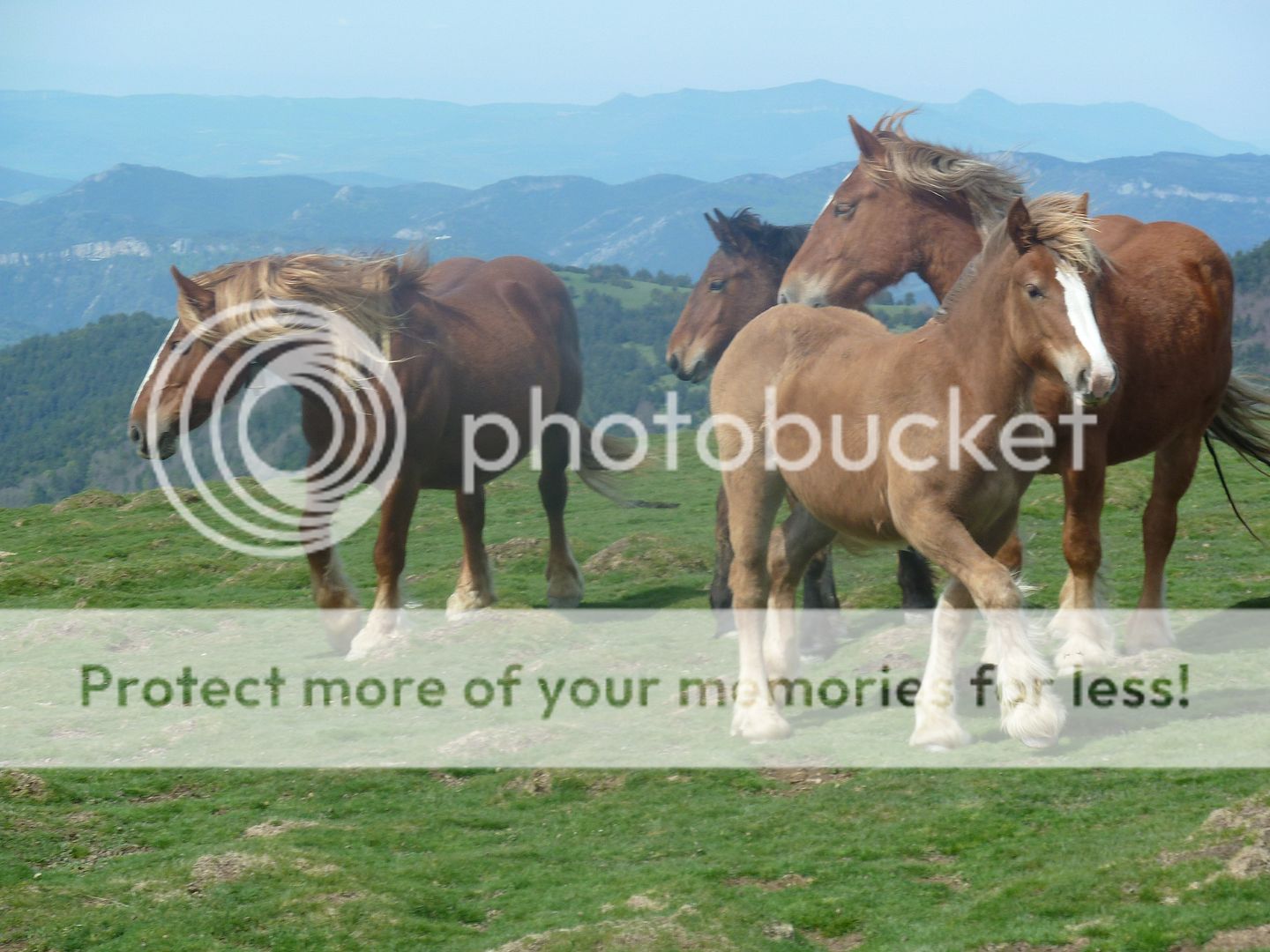 Photo Sharing and Video Hosting at Photobucket