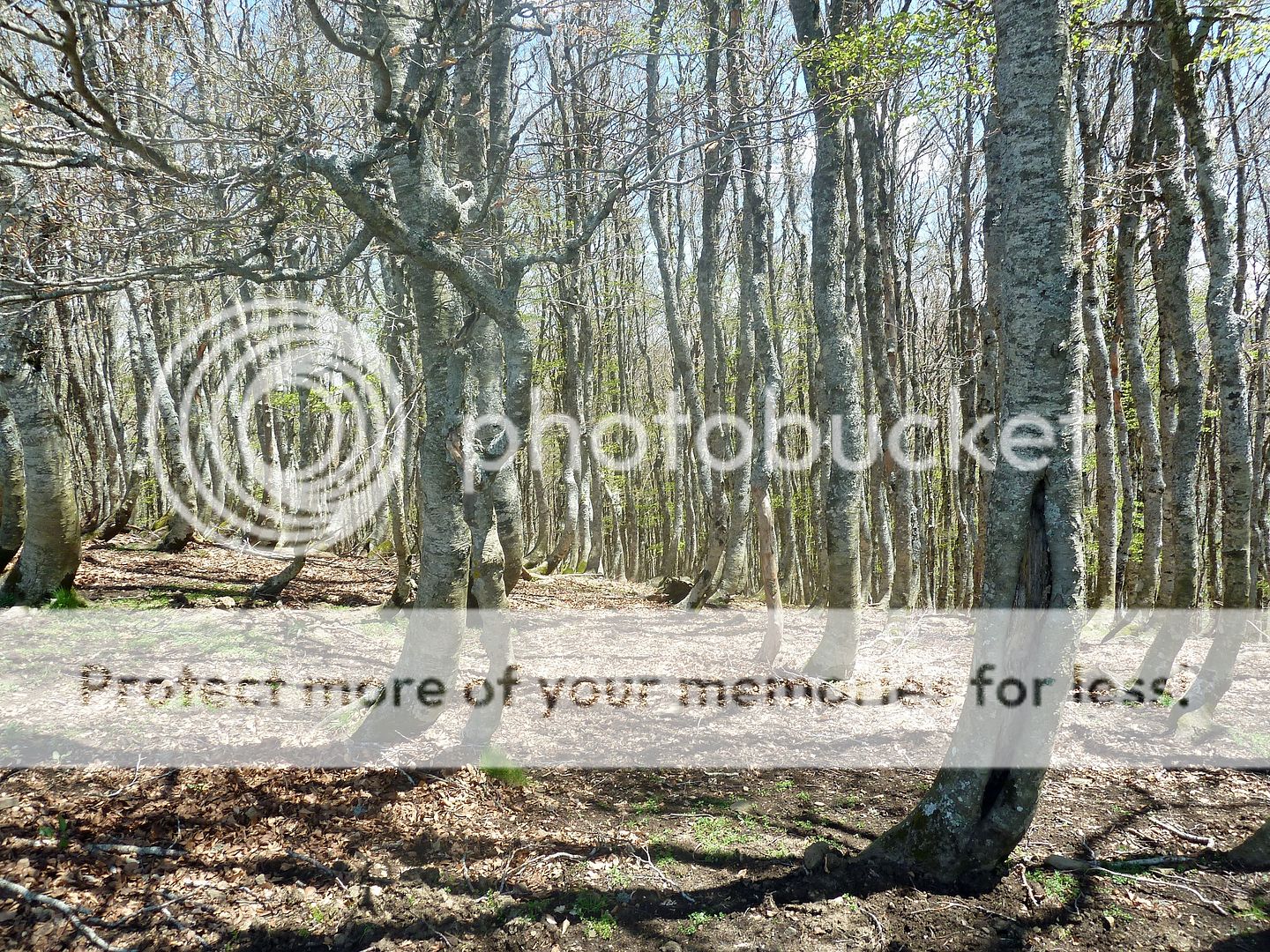 Photo Sharing and Video Hosting at Photobucket