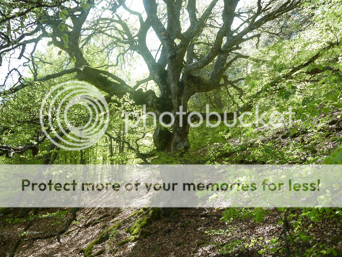 Photo Sharing and Video Hosting at Photobucket
