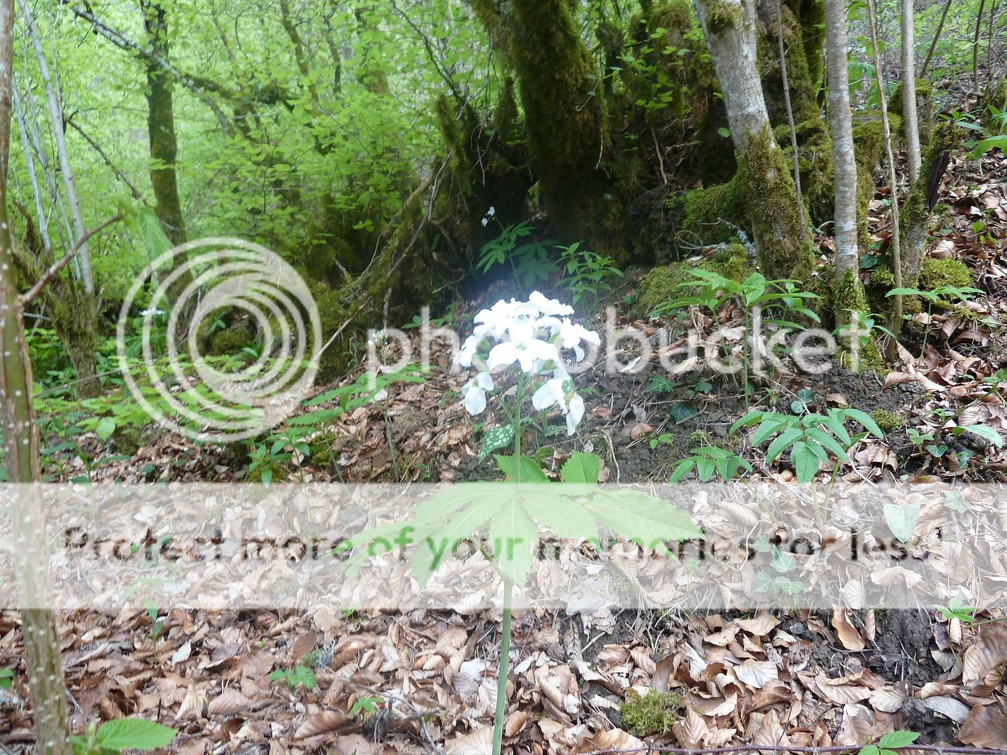 Photo Sharing and Video Hosting at Photobucket