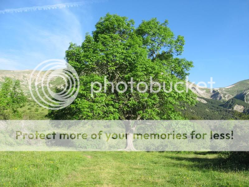 Photo Sharing and Video Hosting at Photobucket