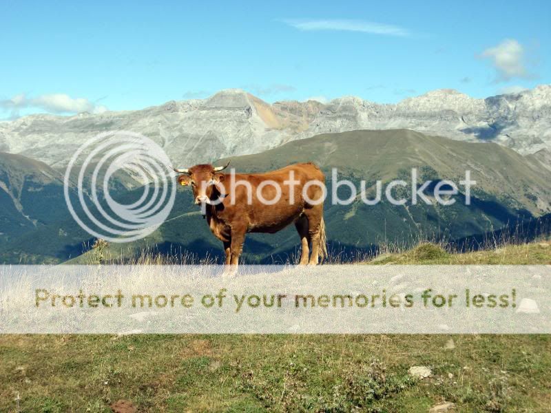 Photo Sharing and Video Hosting at Photobucket