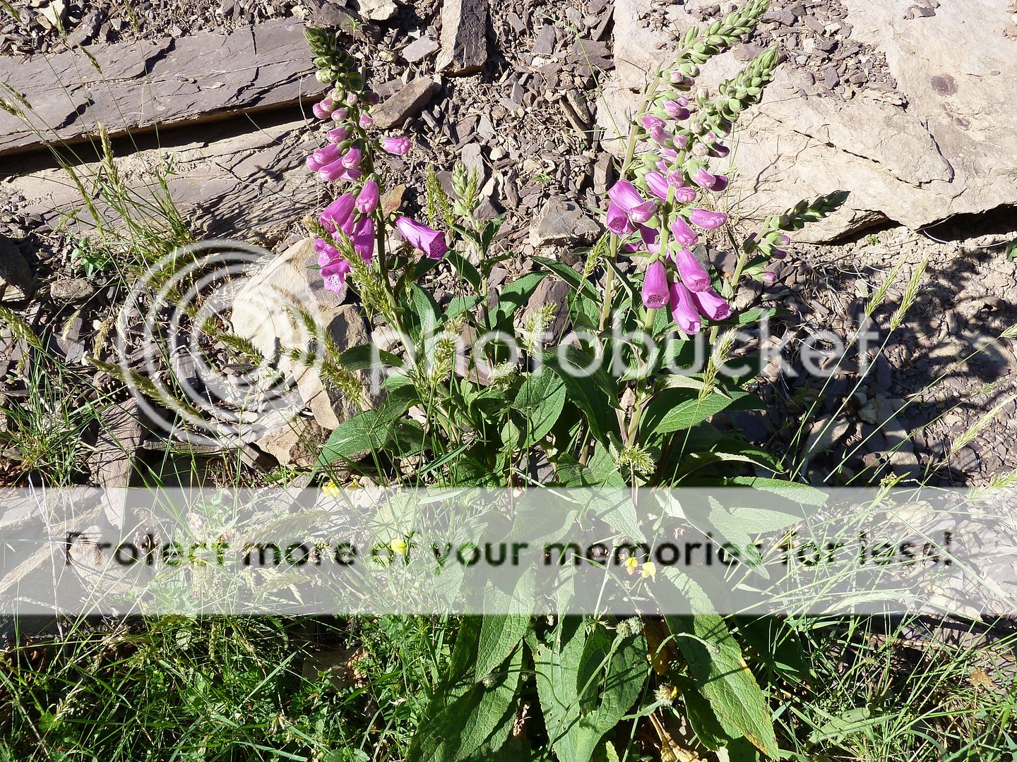 Photo Sharing and Video Hosting at Photobucket