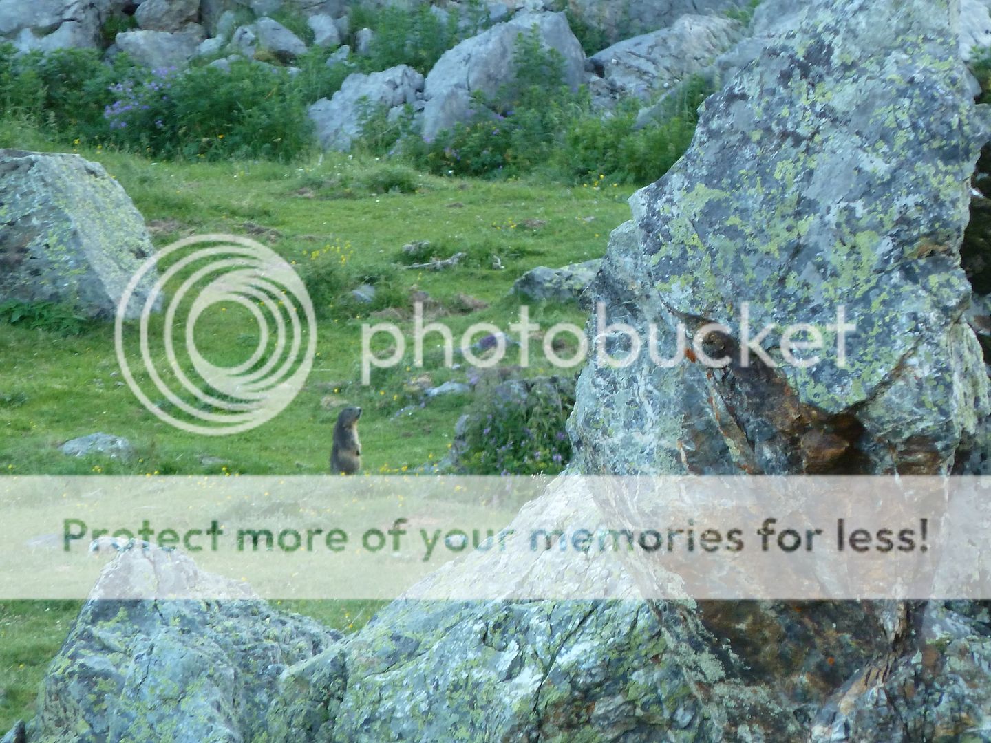 Photo Sharing and Video Hosting at Photobucket