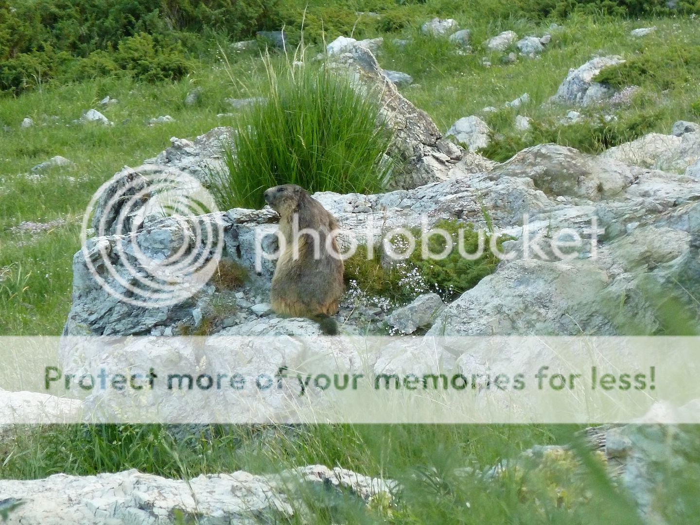 Photo Sharing and Video Hosting at Photobucket