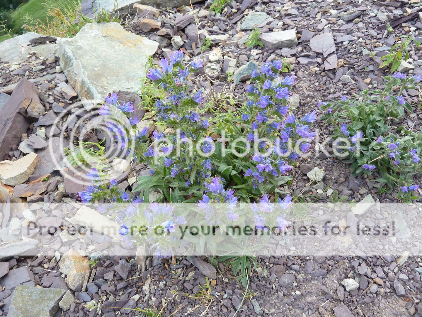 Photo Sharing and Video Hosting at Photobucket