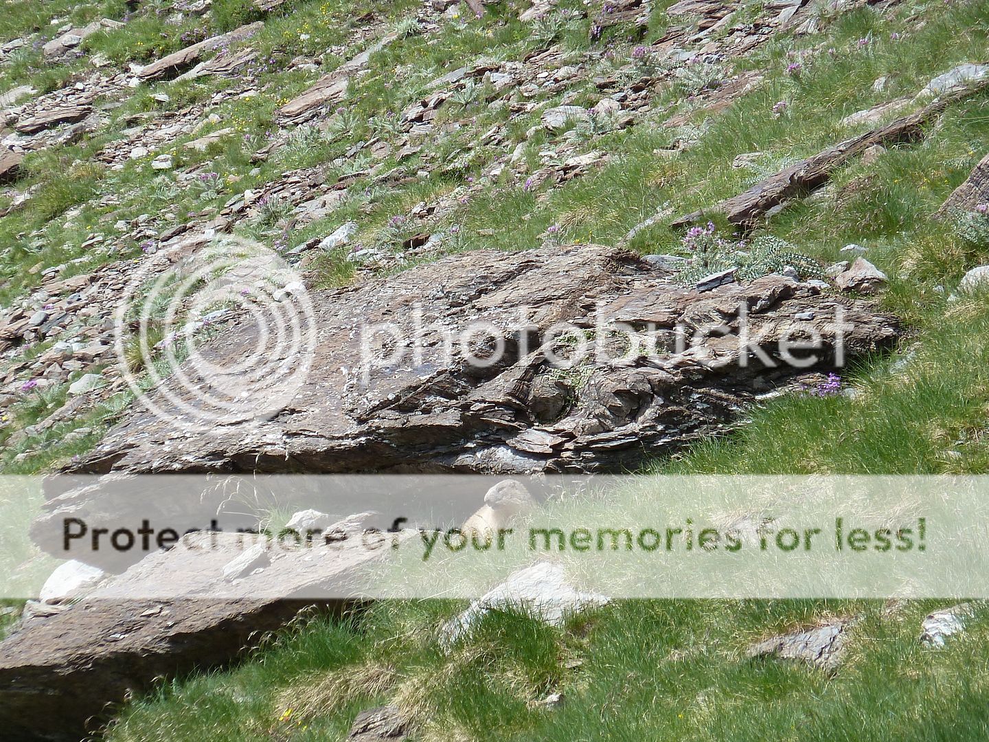 Photo Sharing and Video Hosting at Photobucket