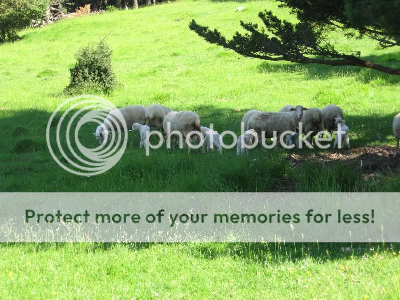 Photo Sharing and Video Hosting at Photobucket