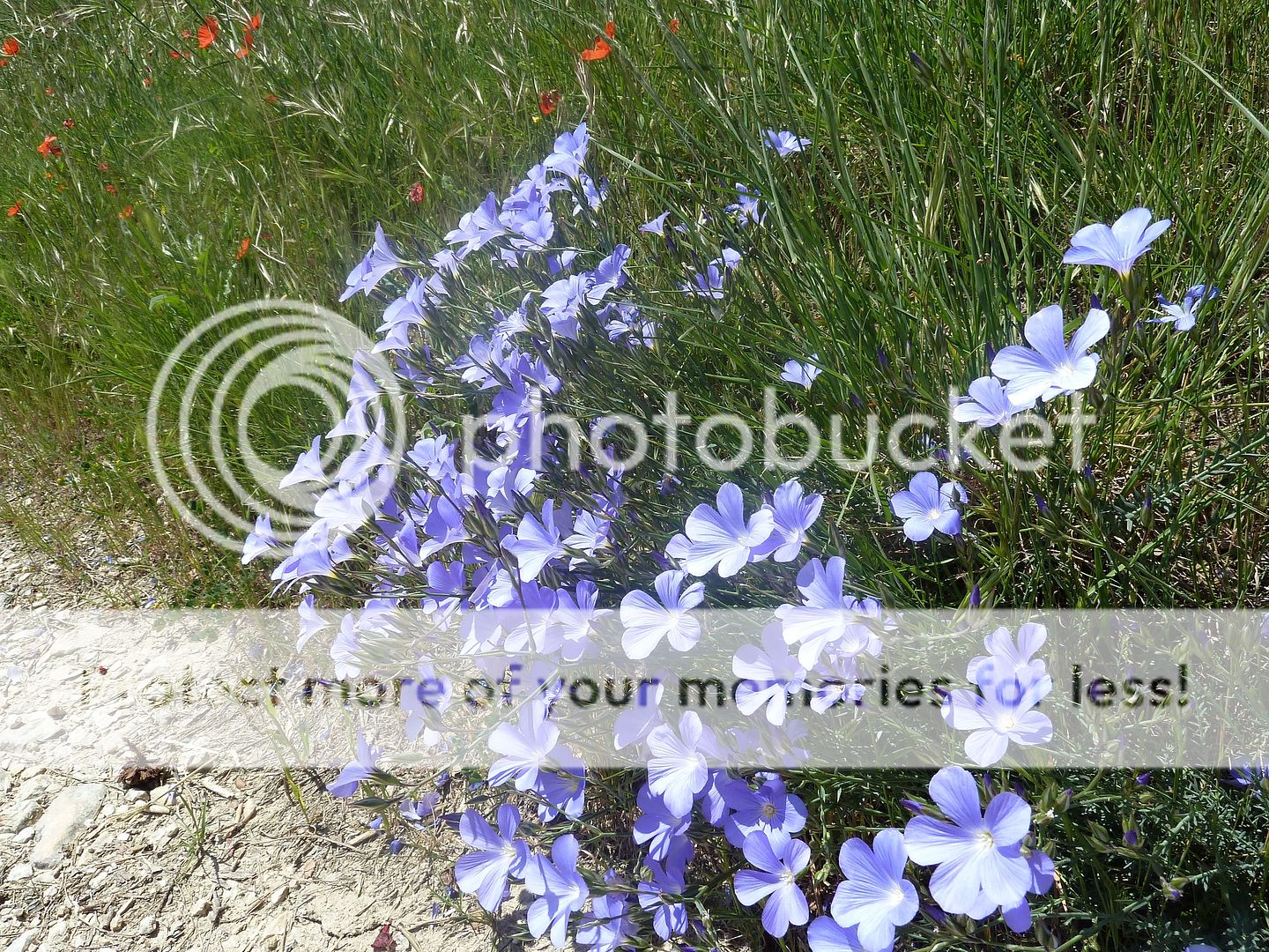 Photo Sharing and Video Hosting at Photobucket