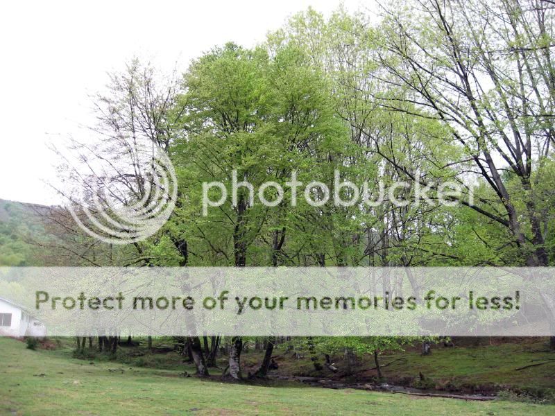 Photo Sharing and Video Hosting at Photobucket
