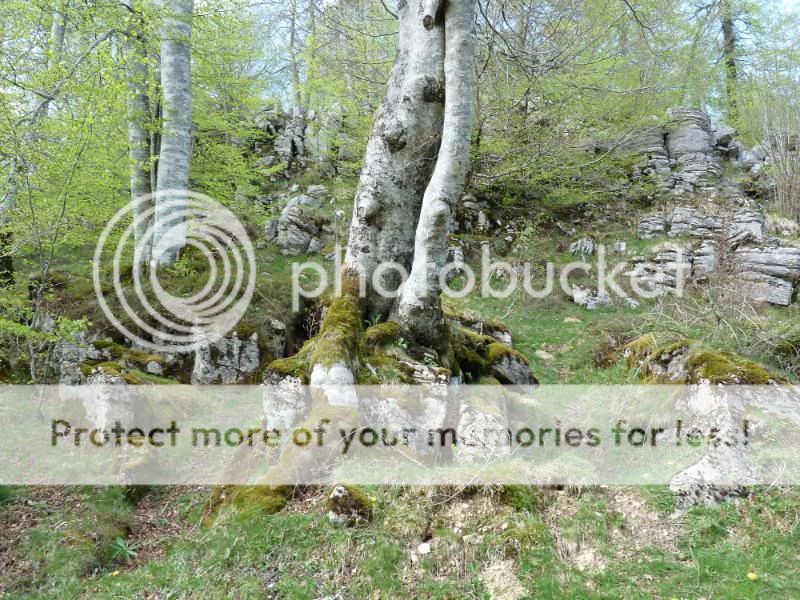 Photo Sharing and otobucVideo Hosting at Phket