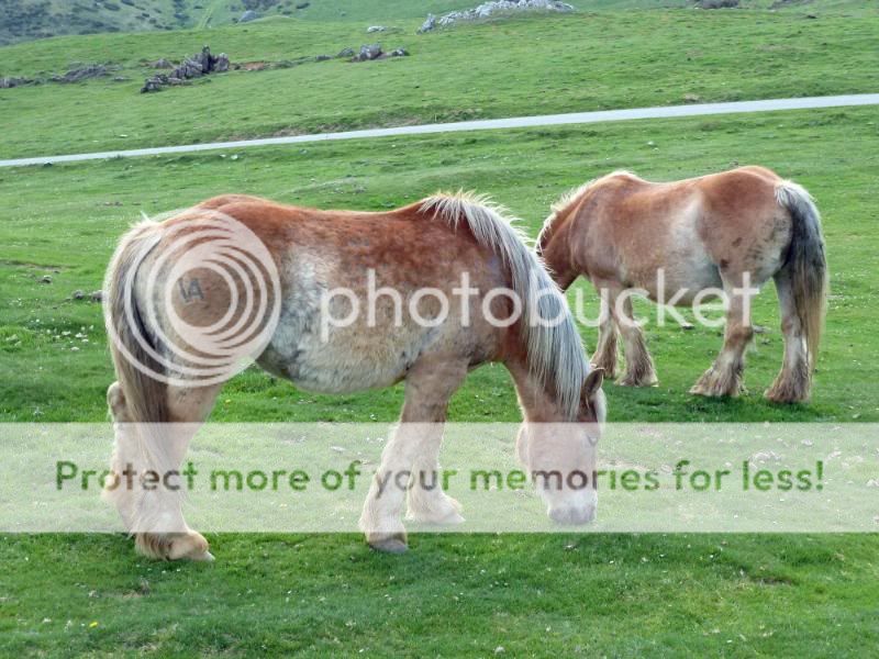 Photo Sharing and otobucVideo Hosting at Phket